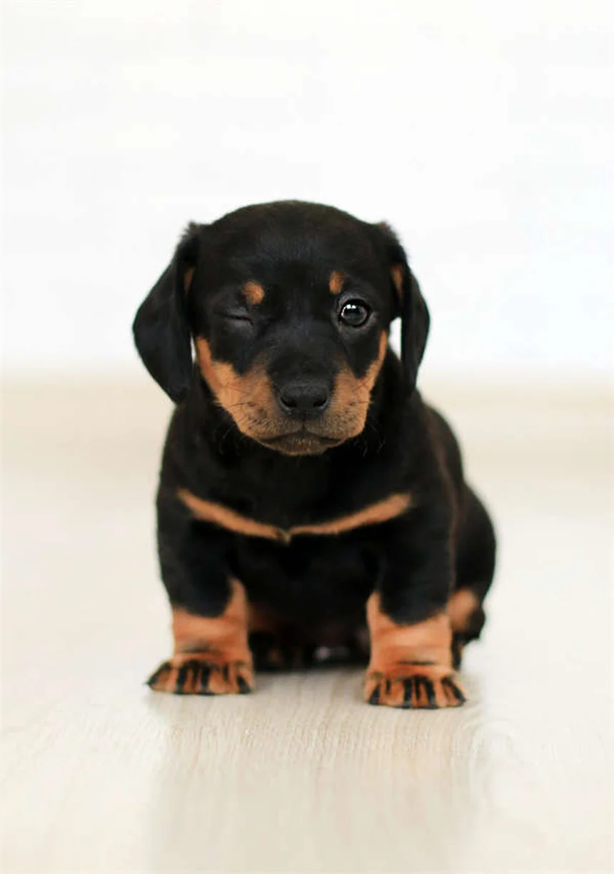 5 Dangerous Trash Can Items That Could Harm Your Pet