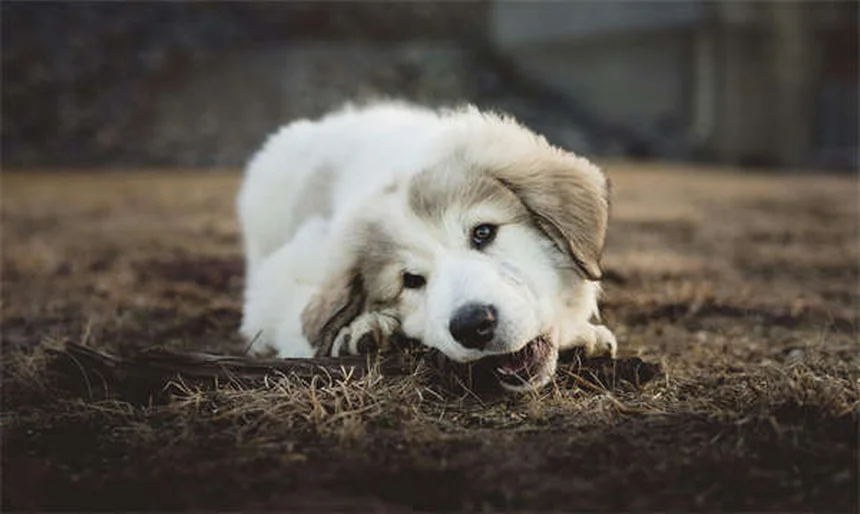 5 Dangerous Trash Can Items That Could Harm Your Pet