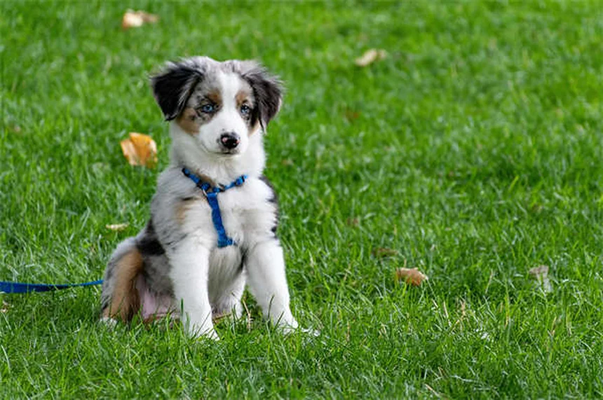 Dog Nausea: 5 Signs Your Pup Has an Upset Stomach & What to Do