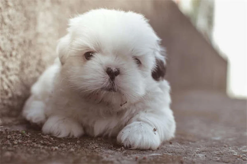 Dog Nausea: 5 Signs Your Pup Has an Upset Stomach & What to Do