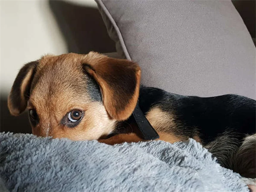 Dog Nausea: 5 Signs Your Pup Has an Upset Stomach & What to Do