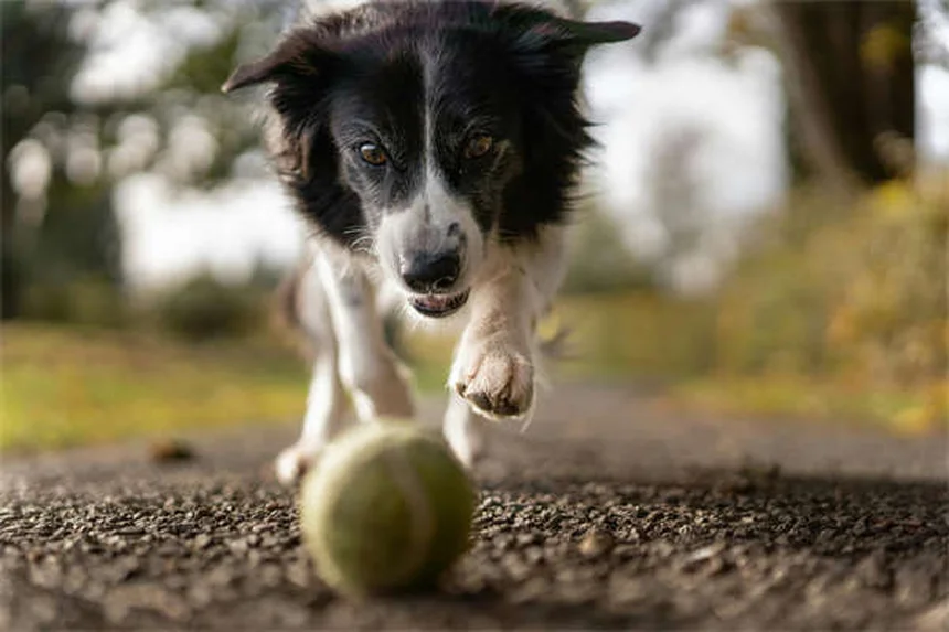 Rabbit Seizures: 5 Warning Signs Every Pet Owner Must Know