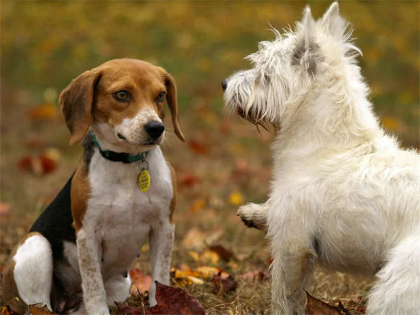 5 Warning Signs in Your Dog's Gums You Should Never Ignore