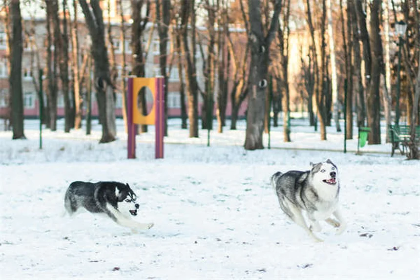5 Warning Signs in Your Dog's Gums You Should Never Ignore
