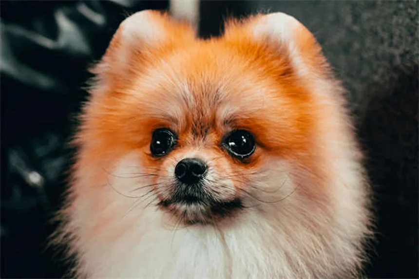 5 Warning Signs in Your Dog's Gums You Should Never Ignore