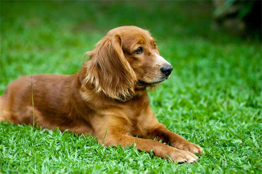 Dog Arthritis in Cold Weather: 7 Proven Ways to Ease Your Pup's Pain