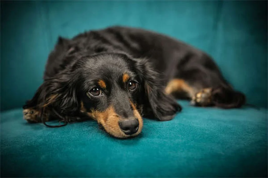 Dog Arthritis in Cold Weather: 7 Proven Ways to Ease Your Pup's Pain