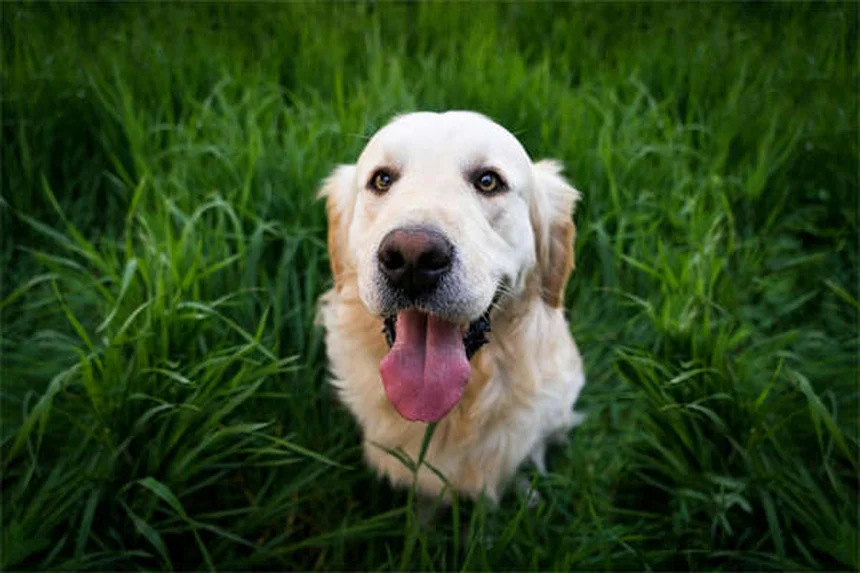 5 Essential Dog Beach Safety Tips Every Pet Owner Needs