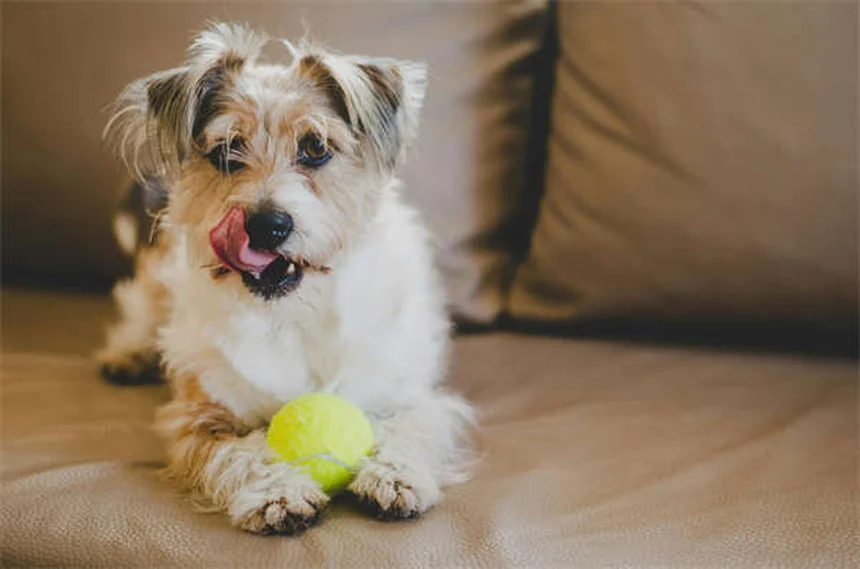 5 Essential Dog Beach Safety Tips Every Pet Owner Needs