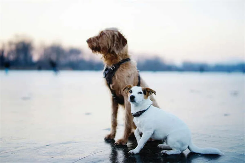 5 Essential Dog Beach Safety Tips Every Pet Owner Needs