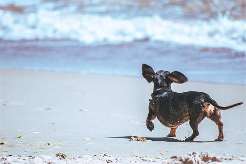 5 Essential Dog Beach Safety Tips Every Pet Owner Needs