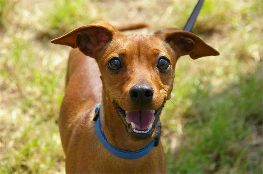 Carprofen for Dogs: Safe Pain Relief & Side Effects Guide