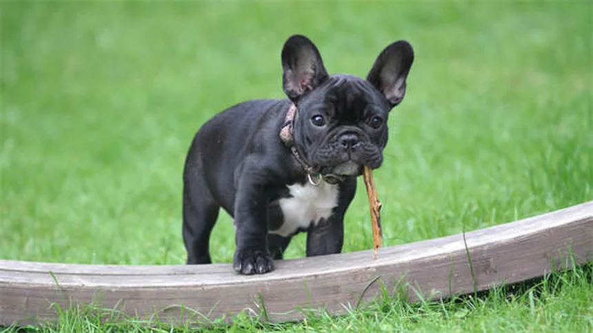 5 Essential Steps to Bunny-Proof Your Home (And Keep Your Stuff Safe!)