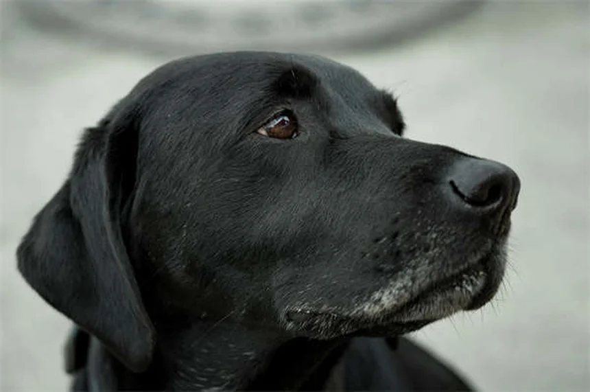 Mismothering in Dogs: 5 Signs Your Female Dog Has Maternal Issues