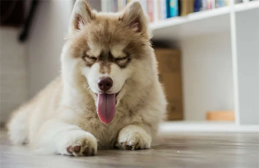 Mismothering in Dogs: 5 Signs Your Female Dog Has Maternal Issues