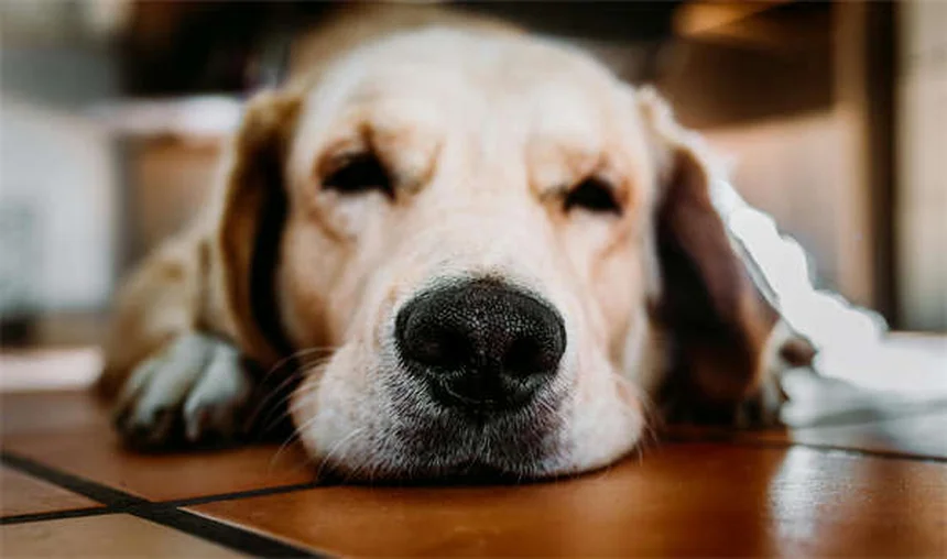 Can Ticks Jump? The Truth About How Ticks Get on Dogs