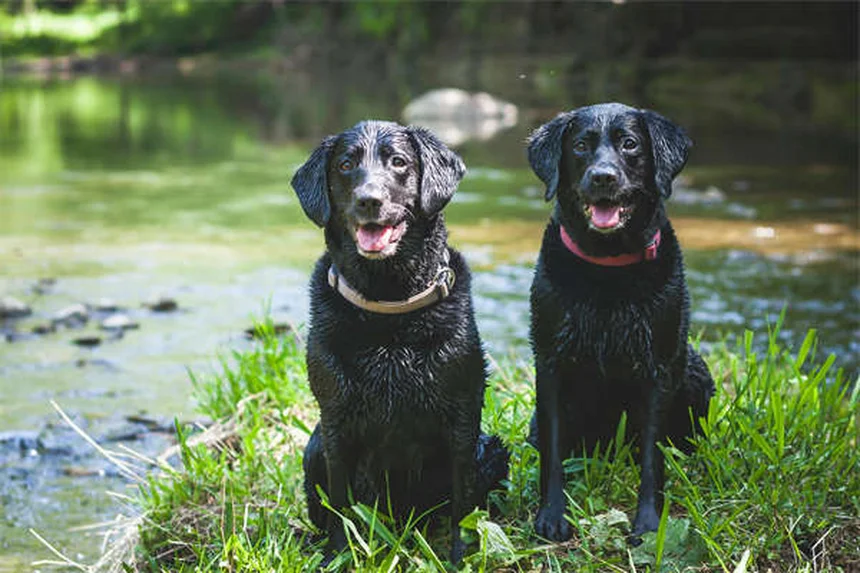 Dog's Eyes Red? 5 Urgent Signs You Should Never Ignore