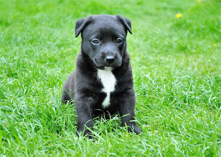 Dog's Eyes Red? 5 Urgent Signs You Should Never Ignore