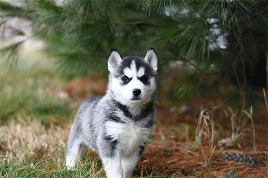 Dog's Eyes Red? 5 Urgent Signs You Should Never Ignore