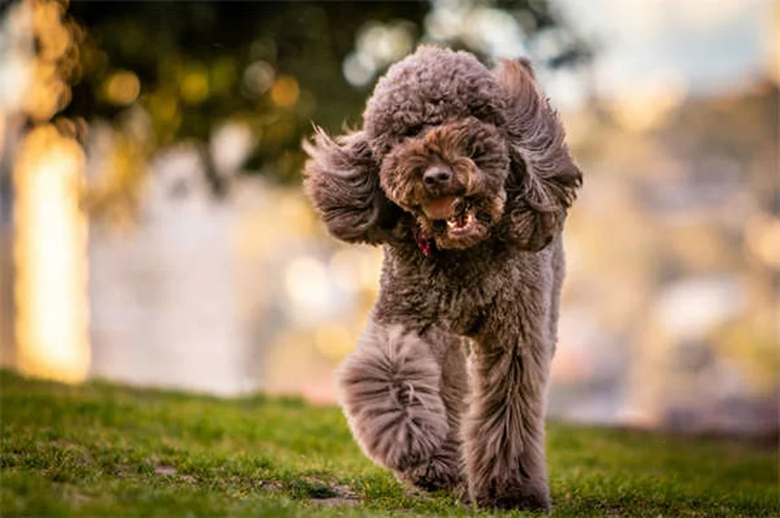 Dog's Eyes Red? 5 Urgent Signs You Should Never Ignore