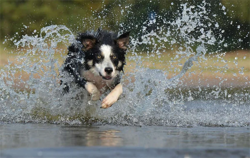 Carprofen for Dogs: Safe Pain Relief & Side Effects Guide