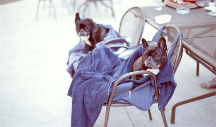5 Essential Dog Stretches for Senior Pets to Improve Mobility