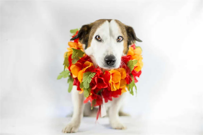 Best Hamster Wheels & Toys: Safe Choices for Happy Pets