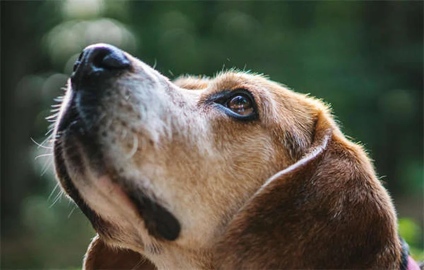 Guinea Pig Ear Infections: Symptoms, Treatment & Prevention Tips