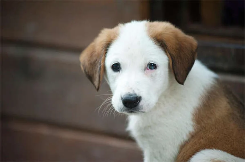 Guinea Pig Ear Infections: Symptoms, Treatment & Prevention Tips