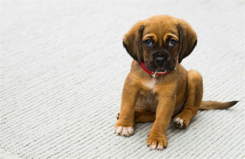 Cat Diarrhea: 5 Vet-Approved Home Remedies That Work