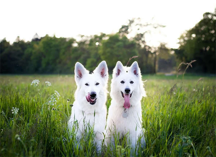 5 Essential Dog Stretches for Senior Pets to Improve Mobility