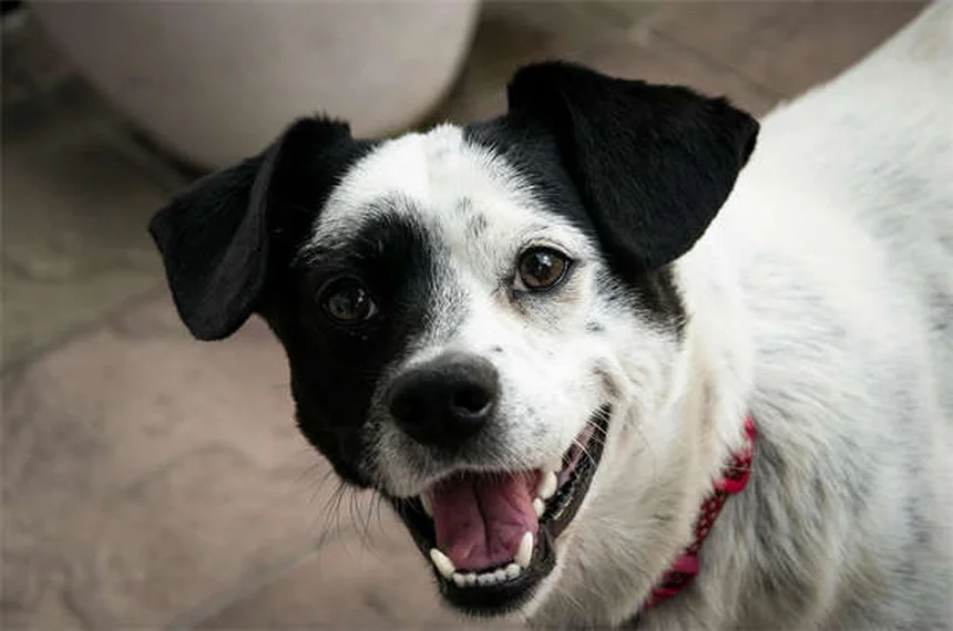 5 Essential Dog Stretches for Senior Pets to Improve Mobility