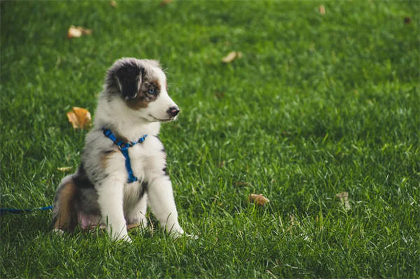 Cytopoint for Dogs: Itch Relief That Actually Works