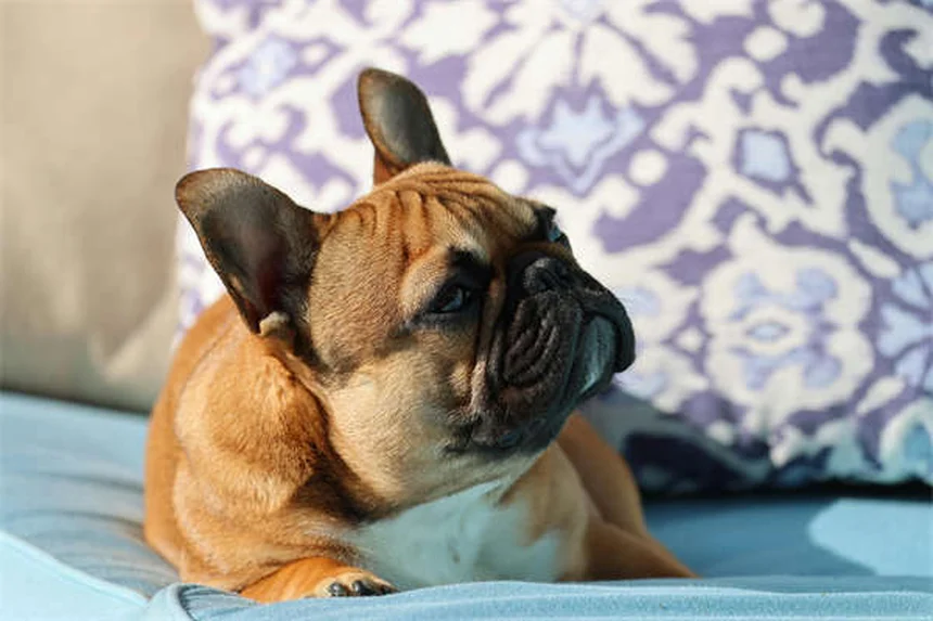 Protozoa in Chinchillas: Symptoms, Treatment & Prevention Tips