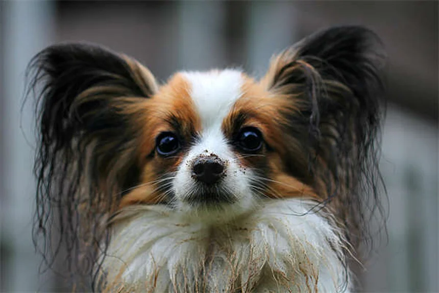 Cytopoint for Dogs: Itch Relief That Actually Works
