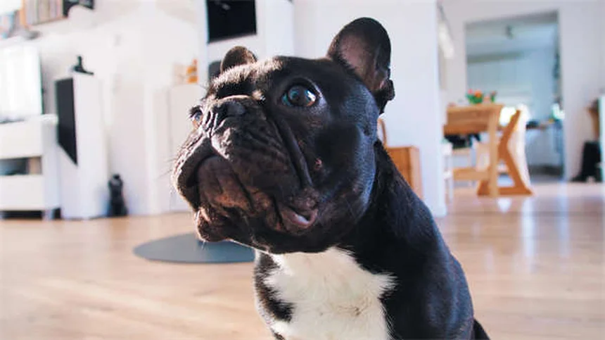 Cytopoint for Dogs: Itch Relief That Actually Works