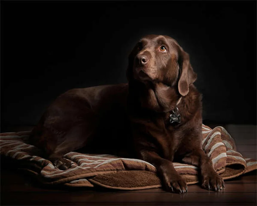 7 Common Health Issues in Senior Dogs (And How to Help)