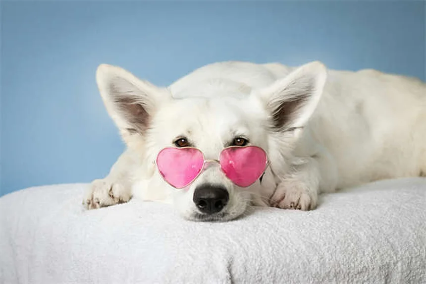 7 Common Health Issues in Senior Dogs (And How to Help)