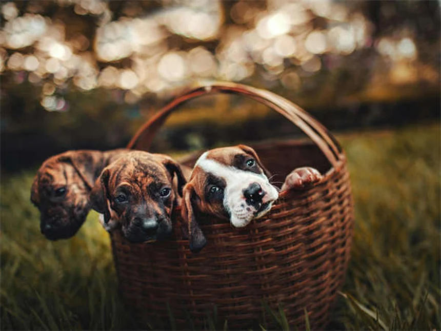 Puppy Development Stages: What to Expect from 12-18 Months