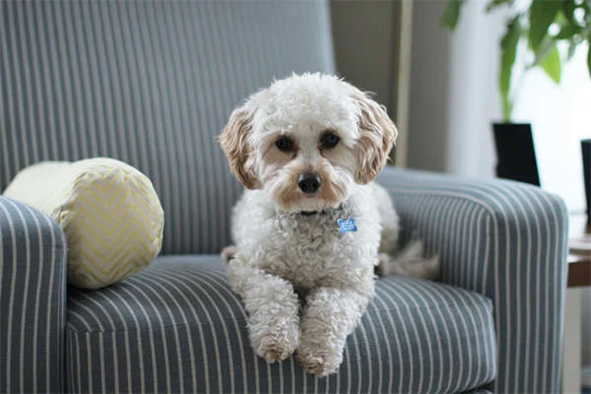 Puppy Development Stages: What to Expect from 12-18 Months