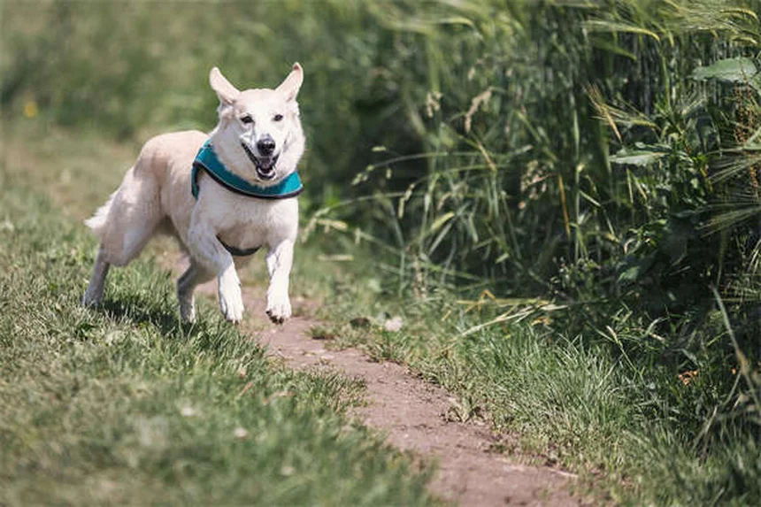 Puppy Development Stages: What to Expect from 12-18 Months